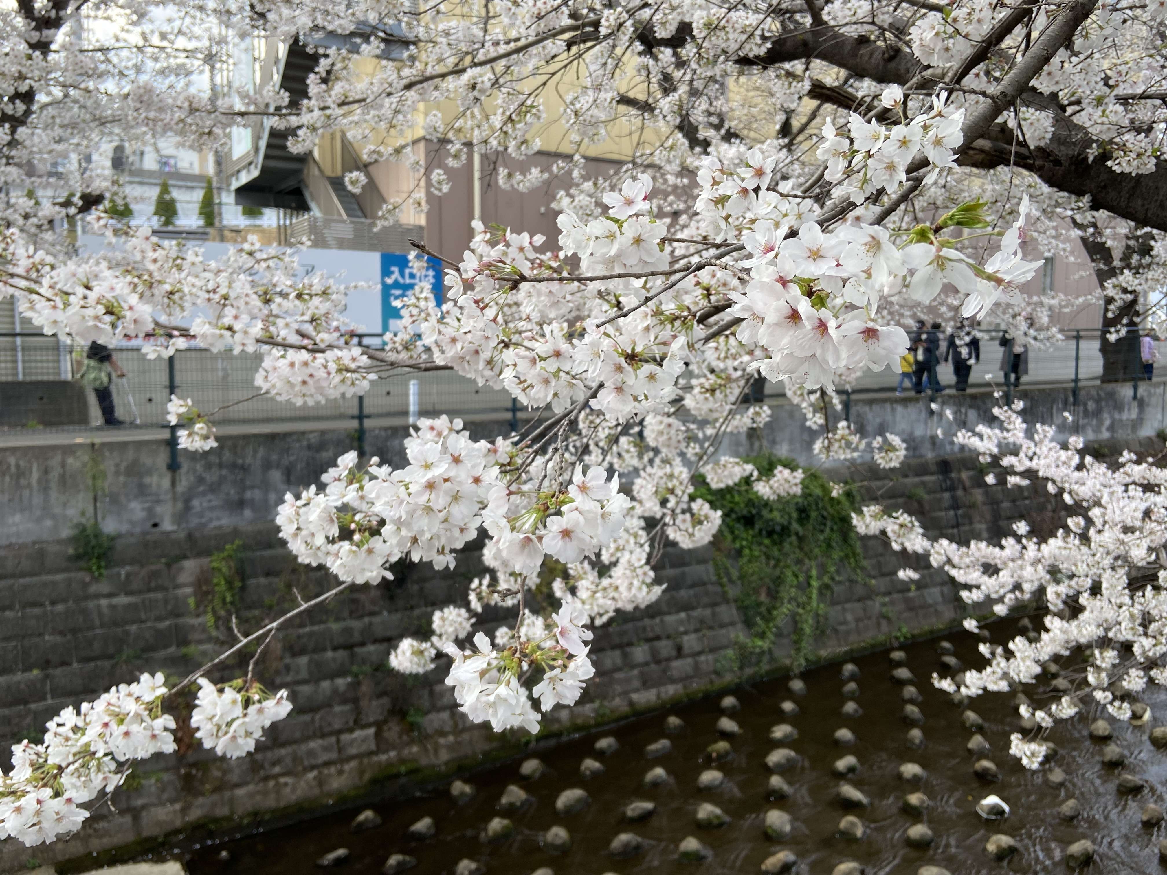 今年も麻生川の桜が咲きました