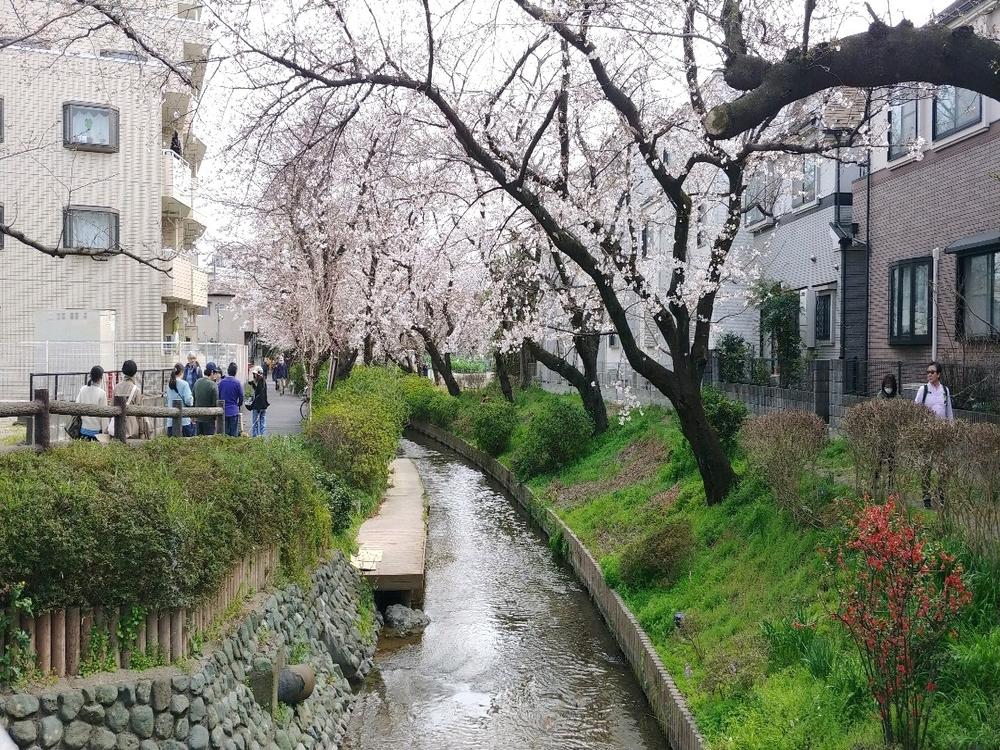 登戸駅から続く桜の名所