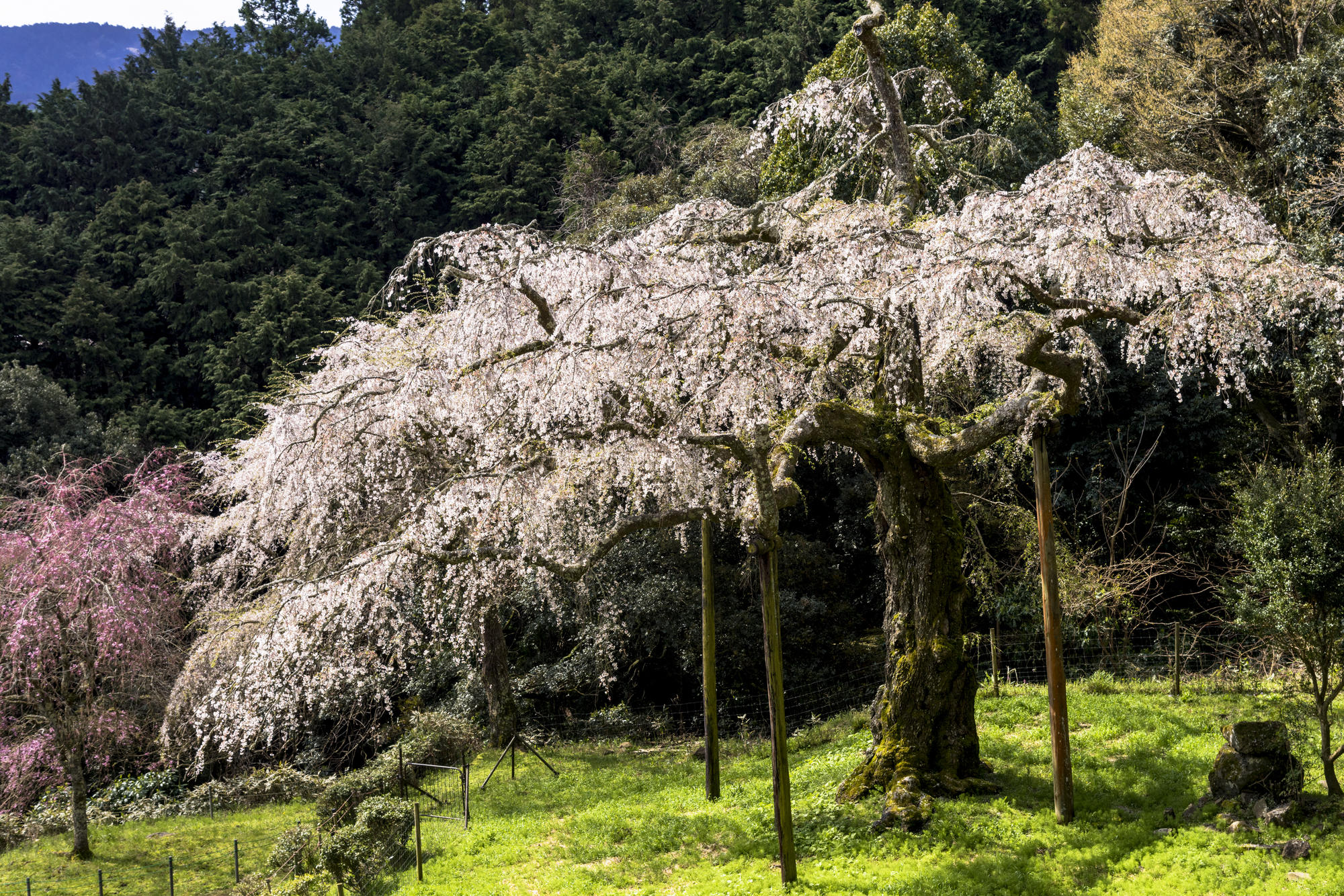 長興山紹太寺のしだれ桜で感動体験！
