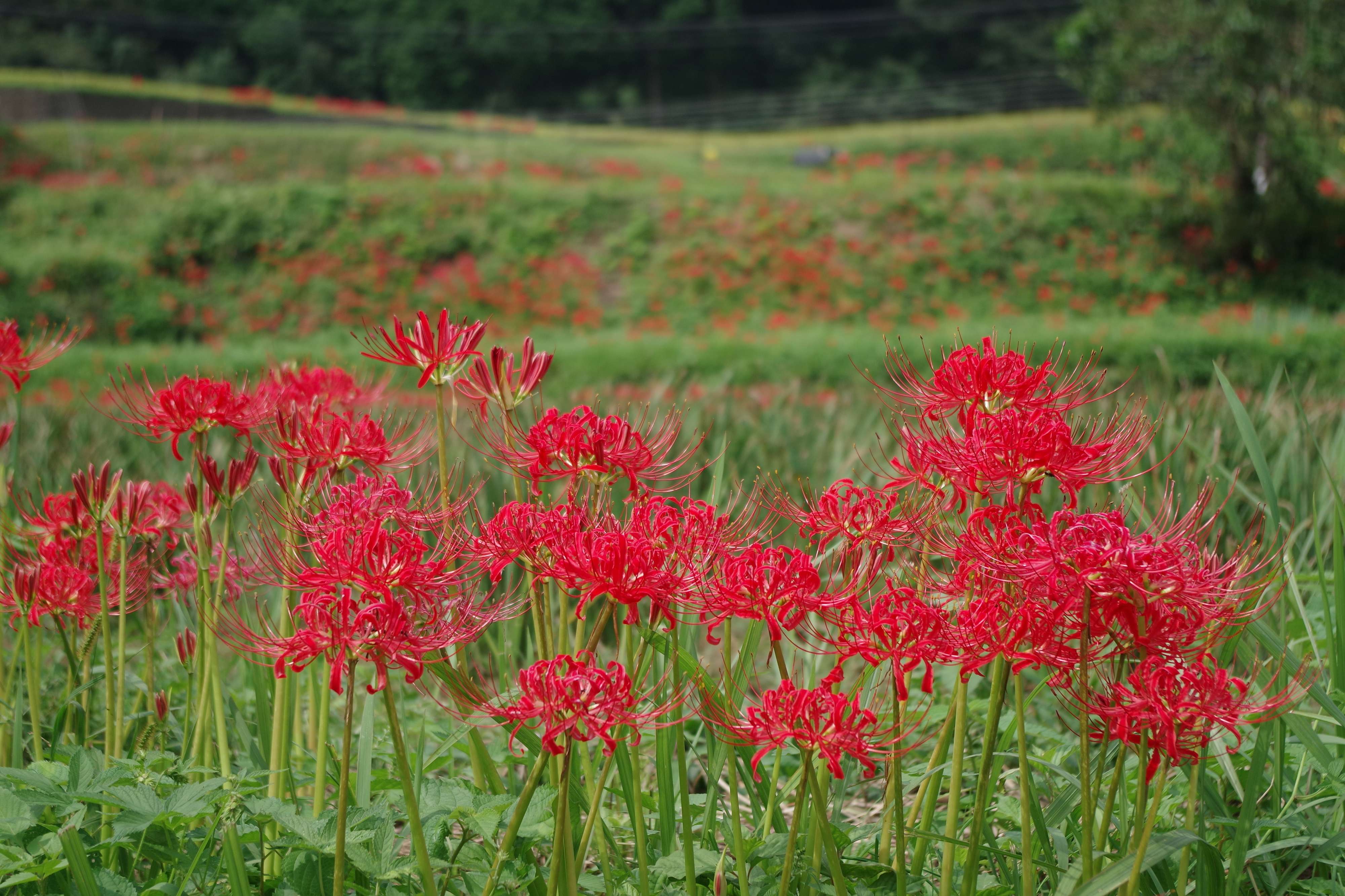 里山に咲く彼岸花