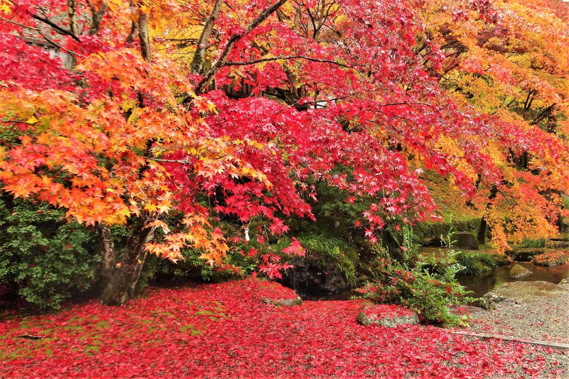 厚木周辺の紅葉スポット5選！絶対に押さえたい名所をご紹介♪